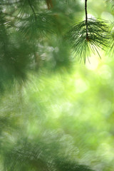 Swiss pine (Pinus cembra) needles against defocused background.