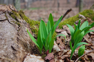 WIld Leeks / Ramps / Ramson (Allium tricoccum) emerging in the spring time forest. A favorite wild edible that foragers wild harvest.