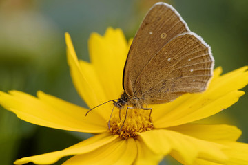 Brauner Waldvogel