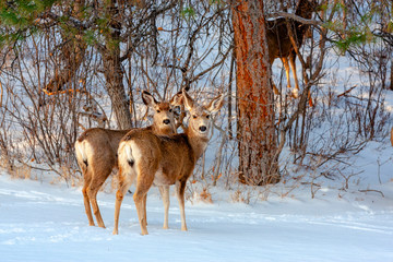 Mule Deer in Snowstorm