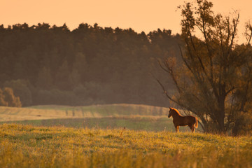 Horse on field with sunrise. Green field landscape.
