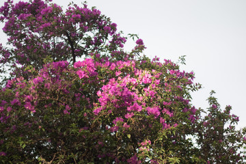 flowers in the tree