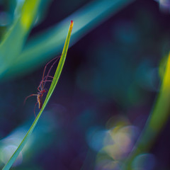 Spider macro photography. Spider closeup.