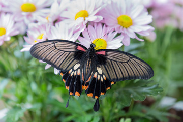 Fototapeta premium Zbliżenie czarny motyl siedzi na różowe kwiaty