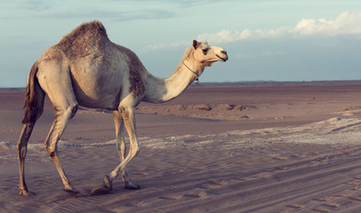 Lone camel walking a road at sunset in the desert artistic conversion