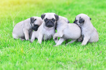 Cute puppies brown Pug playing together in green lawn
