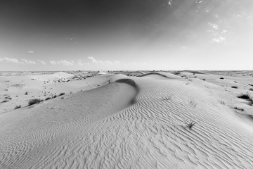 Landscape of sand dune and grass with wind pattern artistic conversion