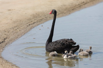 Black Swan motor and babies swimming on an oasis in the desert © Alta Oosthuizen