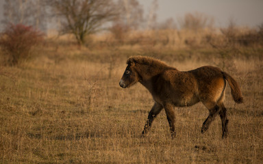 Naklejka na ściany i meble Sunlit wild exmoor pony horses in late autumn nature habitat in Milovice, Czech republic. Protected animals considered as horse ancestor maintain the environment of steppe landscape.