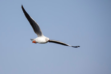 Grey headed gull flying against a grey sky in morning sun