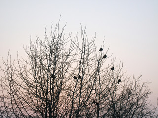 Birds on the branches at sunset