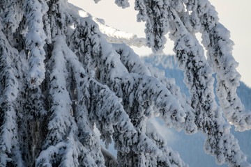 Fototapeta na wymiar Fantastic winter mountain landscape glowing by sunlight