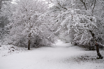Snow-covered park area