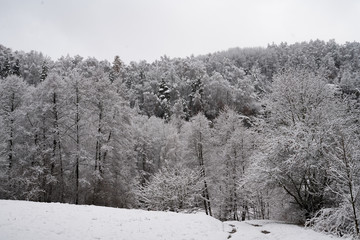 Snow-covered trees in park