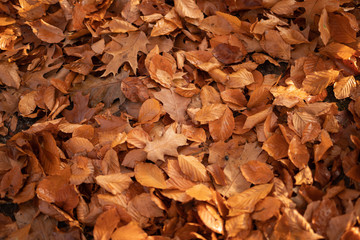 leaves in autumn Park