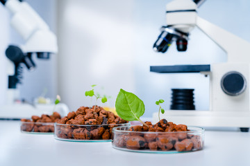 Modern Laboratory .Vegetables in hydroponics  tech picks