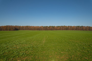 Band of trees on field