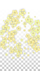Vector Realistic Yellow Flowers Falling on Transparent Background.  Spring Romantic Flowers Illustration. Flying Petals. Sakura Spa Design. Blossom Confetti. Design Elements for Wedding Decoration.