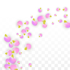 Vector Realistic Pink Petals Falling on Transparent Background.  Spring Romantic Flowers Illustration. Flying Petals. Sakura Spa Design. Blossom Confetti.