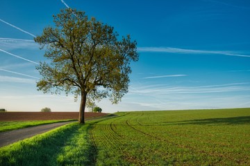 Landschaft Hügel  im Frühling