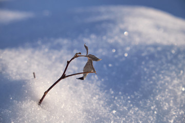 nature winter forest snow