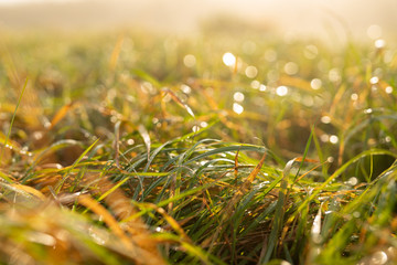 Morning dew on the grass
