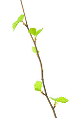 Birch tree (Betula pendula) branch with young leaves isolated on white background.
