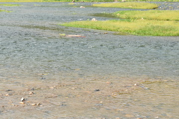 water flowing make wave and rippled on river