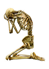 3D Rendering Human Skeleton on White