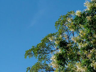 Trees full of fragrant flowers on a background of blue sky.