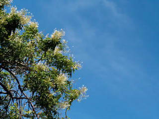 Trees full of fragrant flowers on a background of blue sky.