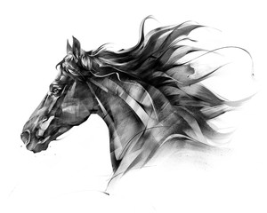 sketch side portrait of a horse profile on a white background - 242511097