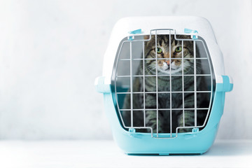 Fototapeta na wymiar Gray cat in a cage for transportation. Carrying for animals. Relocation and animal transportation concept