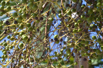 Palm Berries