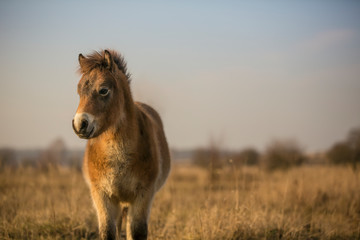 Sunlit wild exmoor pony horses in late autumn nature habitat in Milovice, Czech republic. Protected...