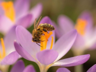 bee on crocous