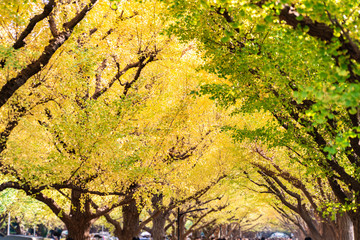 The Ginkgo street avenue in Meiji Jingu Gaien Park (Meiji-Jingu-Gaien) is one of the most famous places for its beautiful autumn leaves in Tokyo, Japan (blossom on every November)