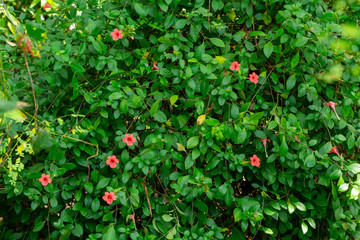 Coral creeper (Barleria repens) - Pine Island Ridge Natural Area, Davie, Florida, USA