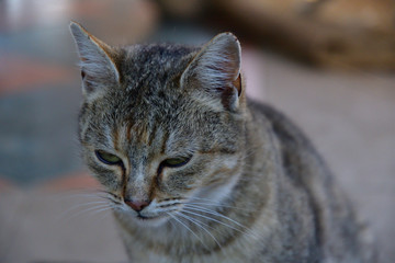 Portrait of a close up of  domestic cat head