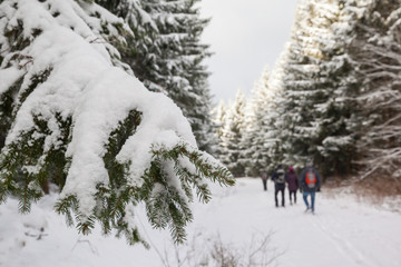 Winterwanderung im Wald