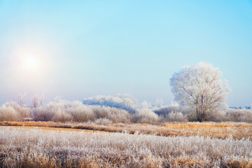 The sun over Meadows, bushes and trees covered with frost