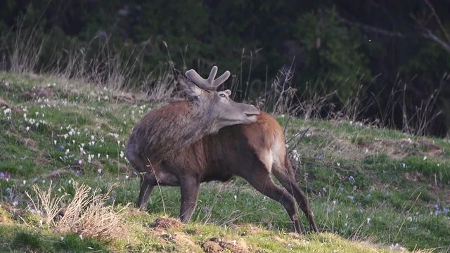 Male Red Deer (Cervus elaphus) while he licks