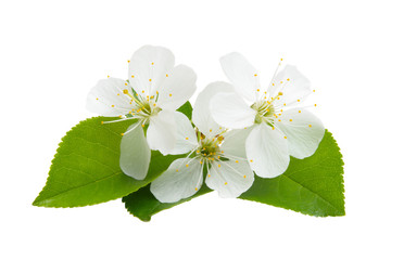 cherry flower isolated
