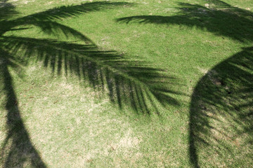 Obraz premium Shadow of coconut palm trees on a green grass.