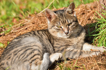 Naklejka na ściany i meble domestic cat lying on the sun and lazy