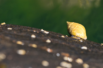 Small Snail Shell at Staffin Beach Scotland Portree