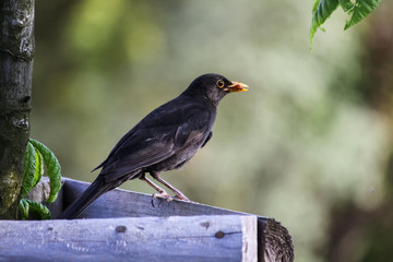 black bird in tree in spring