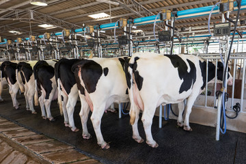 Cows in cow milking facility.