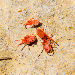 Arthropod mites on the ground. Close up macro Red velvet mite or