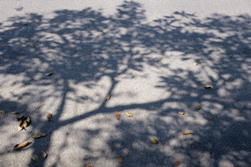 Shadow of tree on asphalt road.